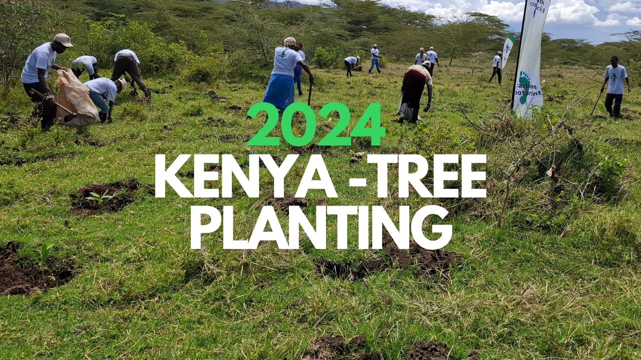 2024_12_kenya_tree.png